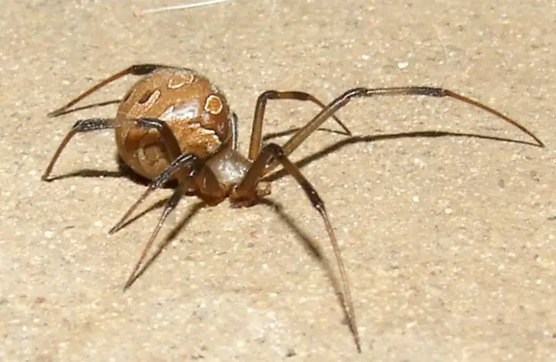 Brown Spiders in Texas