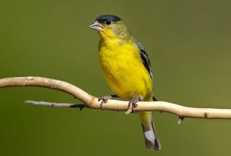 Black and Yellow Small Birds