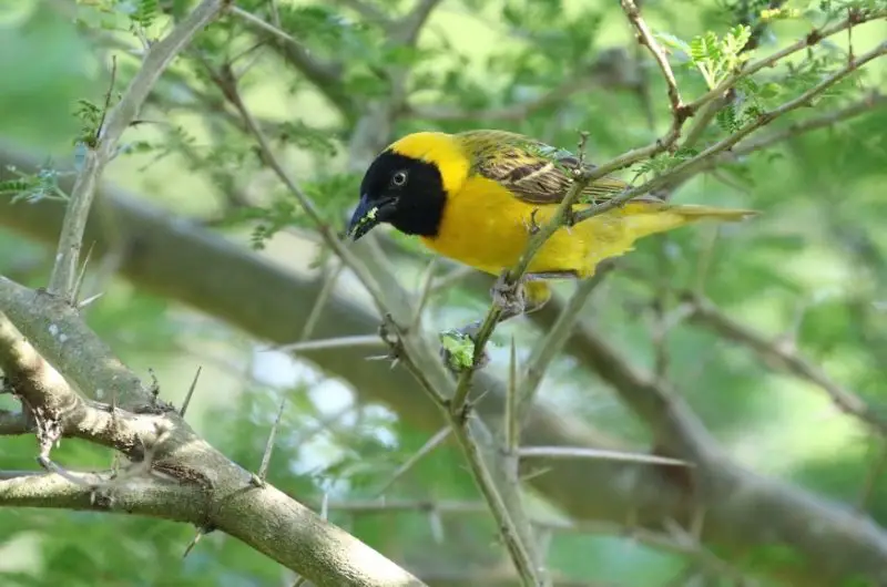 Black and Yellow Small Birds