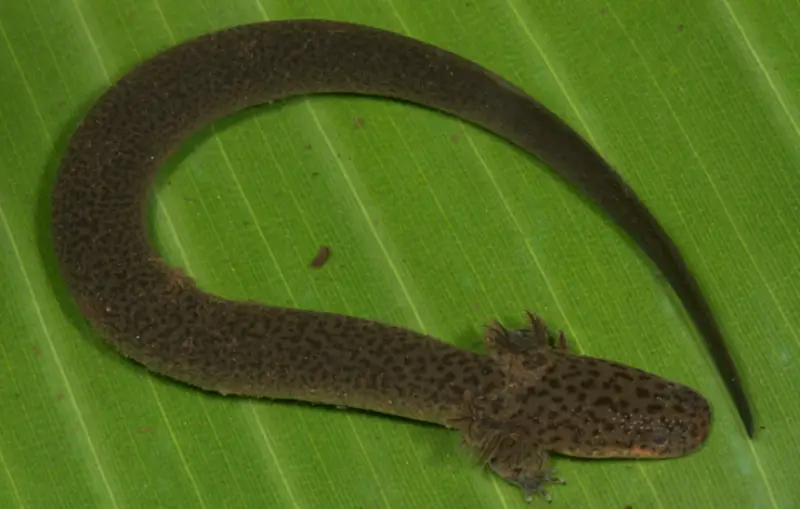 Salamanders in Florida