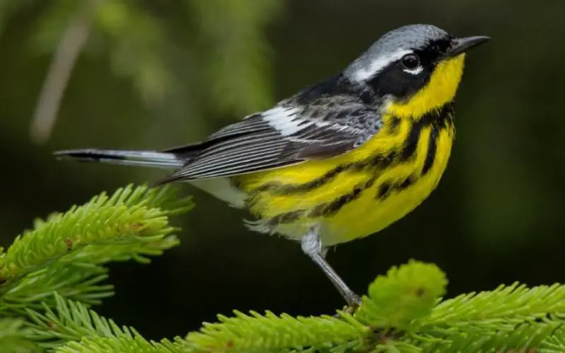 Black and Yellow Small Birds