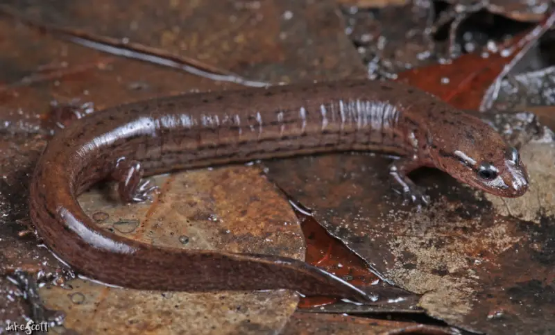 Salamanders in Florida