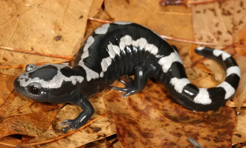 Salamanders in Florida