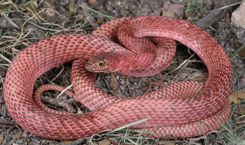 California Snakes