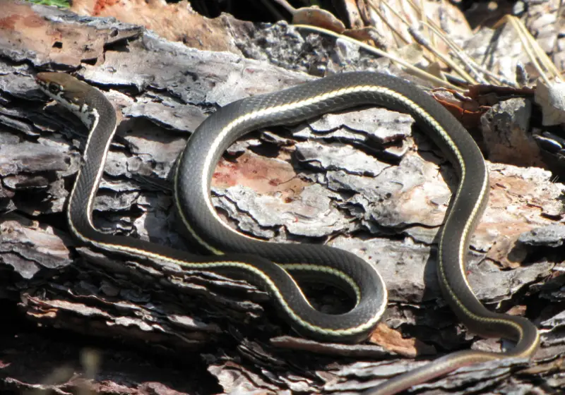 California Snakes