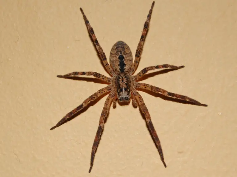 40 Types Of Brown Spiders In Texas Pictures And Identification 4740