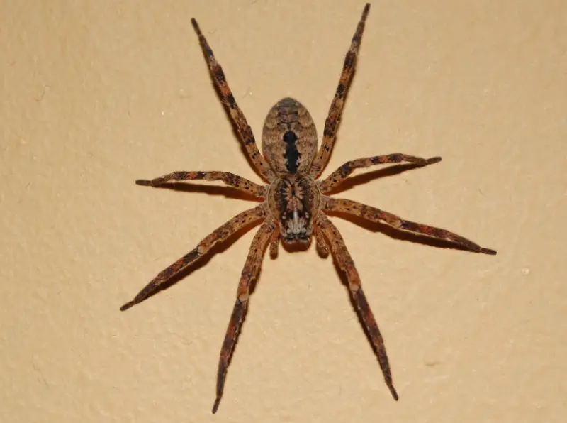 Brown Spiders in Texas