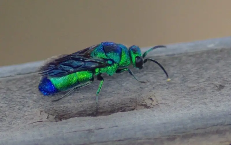 Wasps in Texas