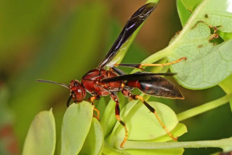 Wasps in Texas