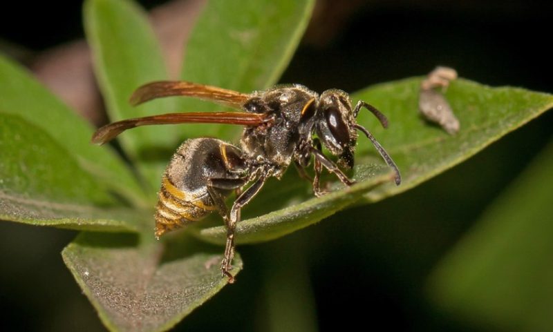 Wasps in Texas