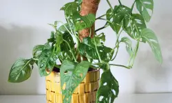 Monstera Adansonii Care and Growing Guide (Most Detailed)