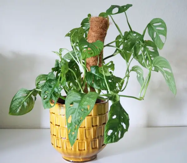 Monstera Adansonii Care