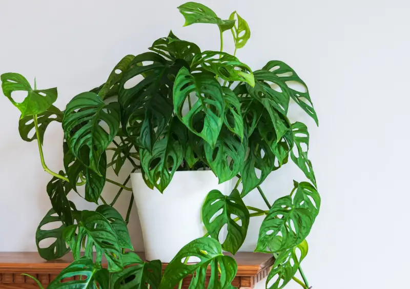 Monstera Adansonii Care