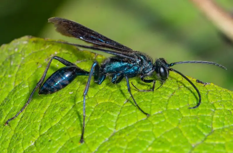 Wasps in Texas