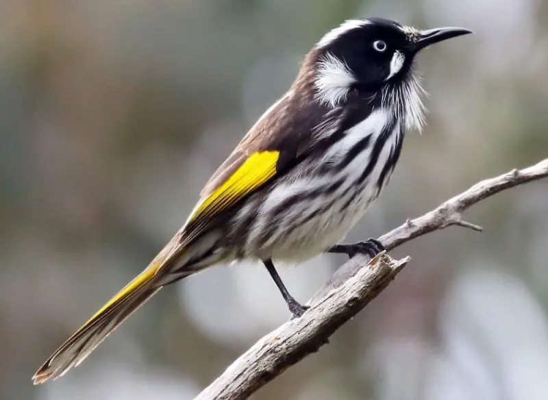 Black and Yellow Small Birds