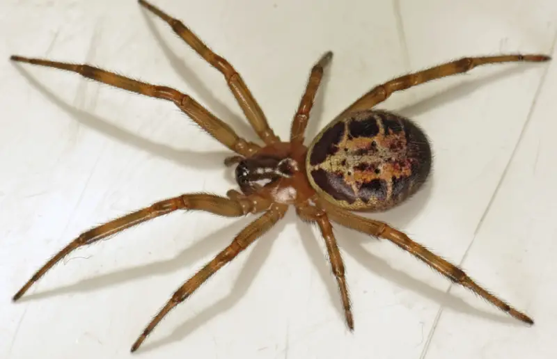 Brown Spiders in Texas