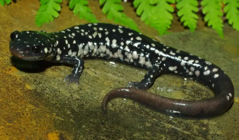 Florida Salamanders