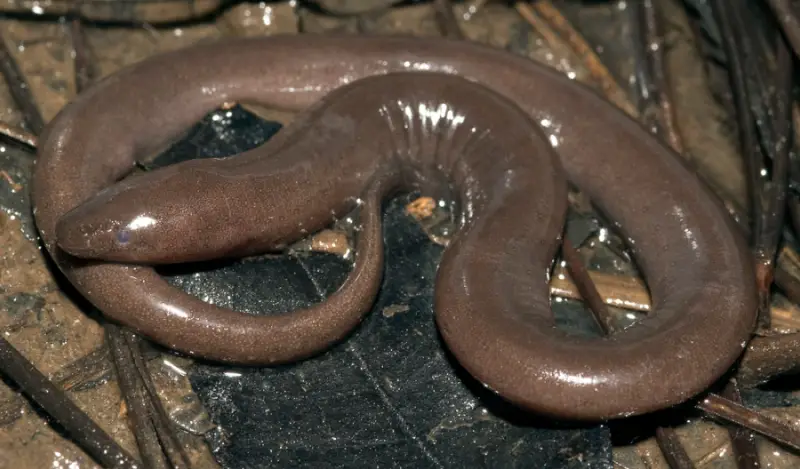 Salamanders in Florida