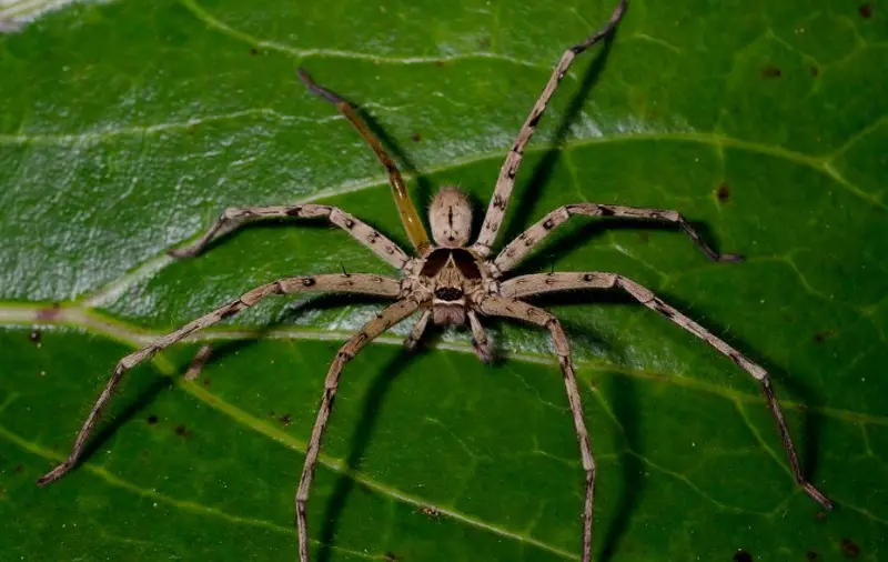 Brown Spiders in Texas