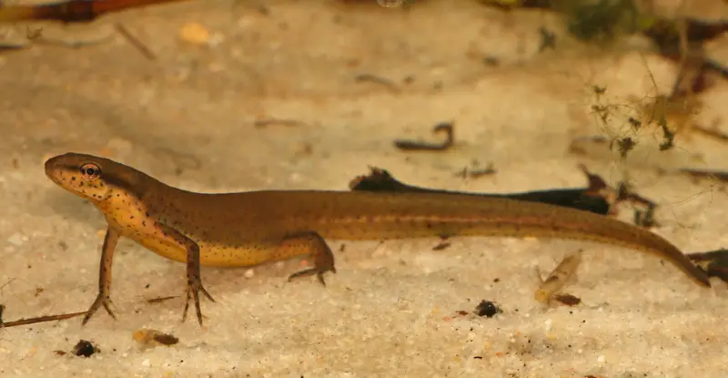 Salamanders in Florida