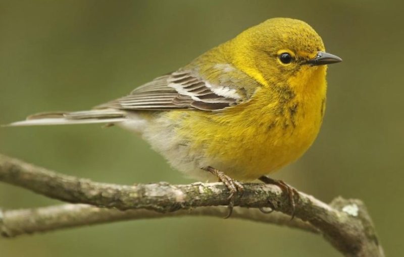 Black and Yellow Small Birds