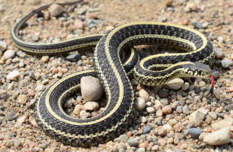 Snakes in Oklahoma 