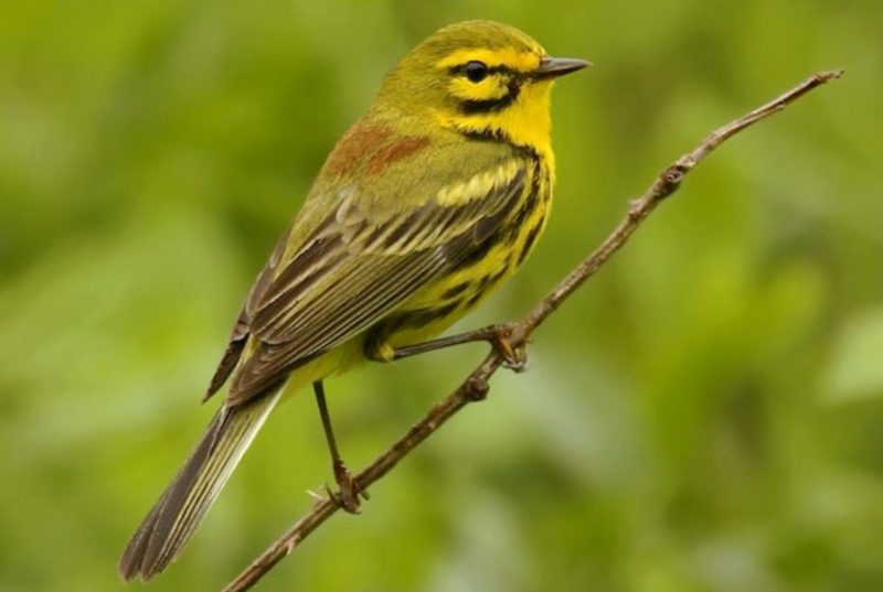 Black and Yellow Small Birds