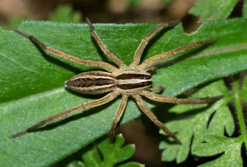 Brown Spiders in Texas