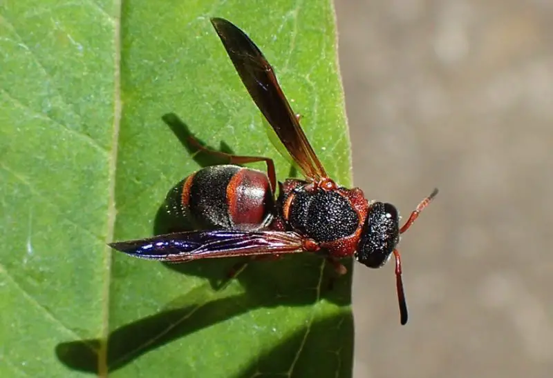 Wasps in Texas