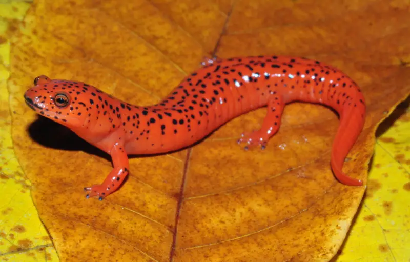 Salamanders in Florida