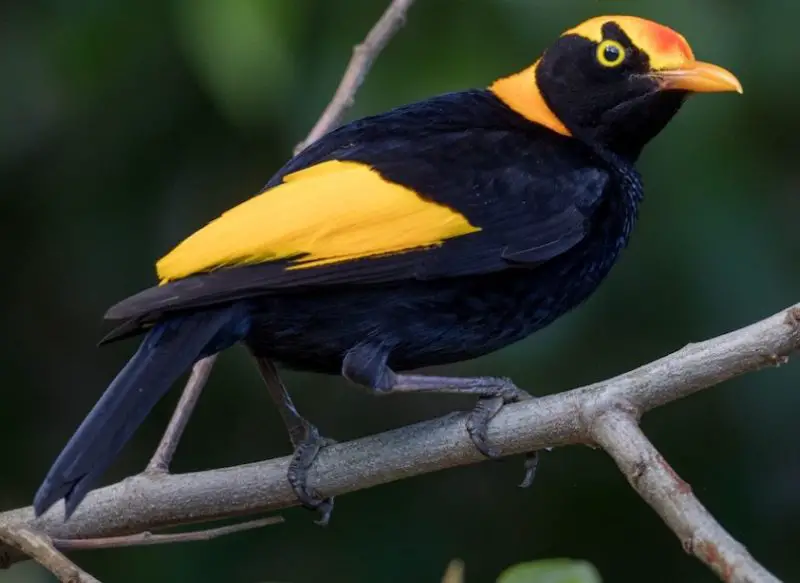 Black and Yellow Small Birds