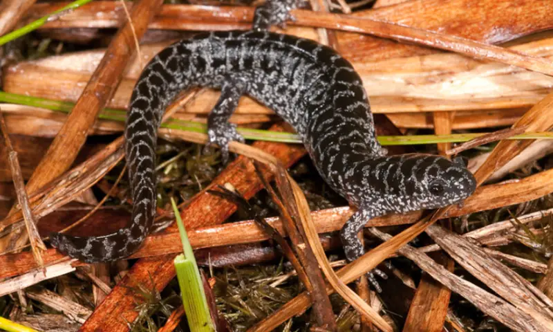 Florida Salamanders