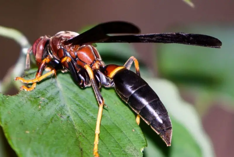 Wasps in Texas