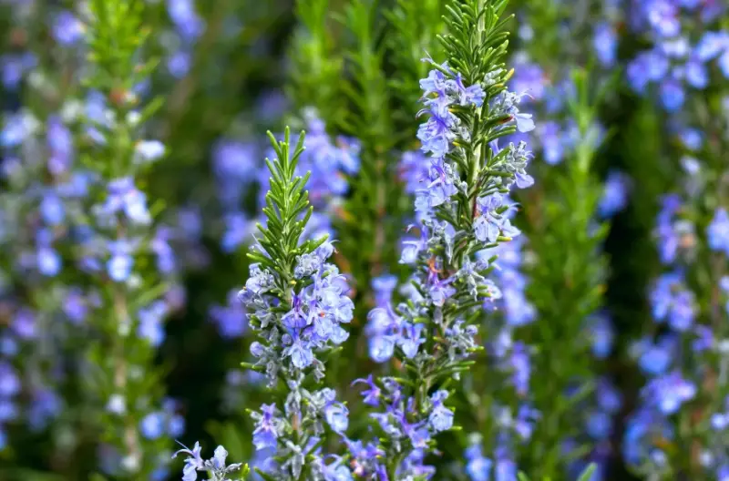 Flowers That Are Deer Proof