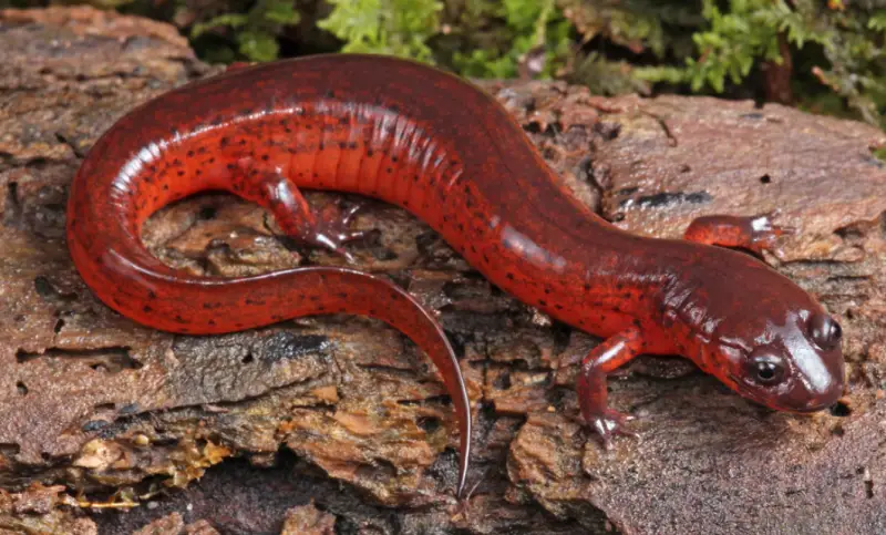 Salamanders in Florida