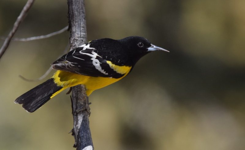 Black and Yellow Small Birds