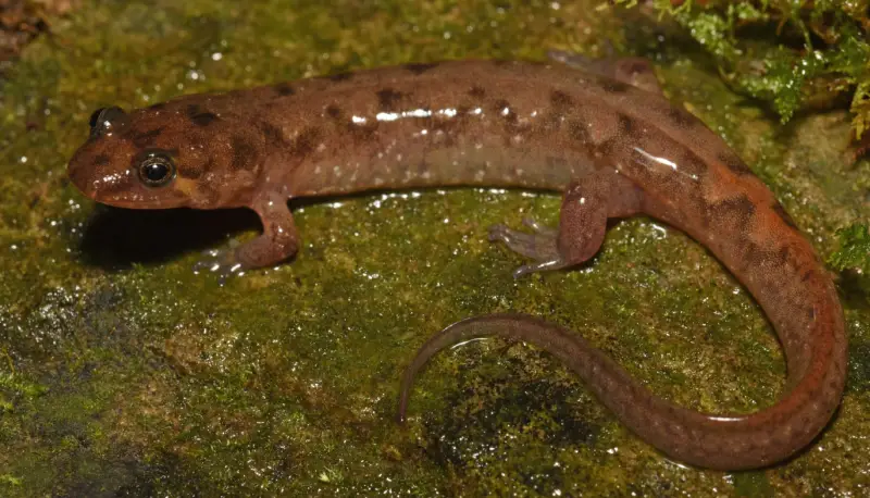 Florida Salamanders