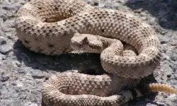 53 California Snakes (Snakes in California with Pictures)