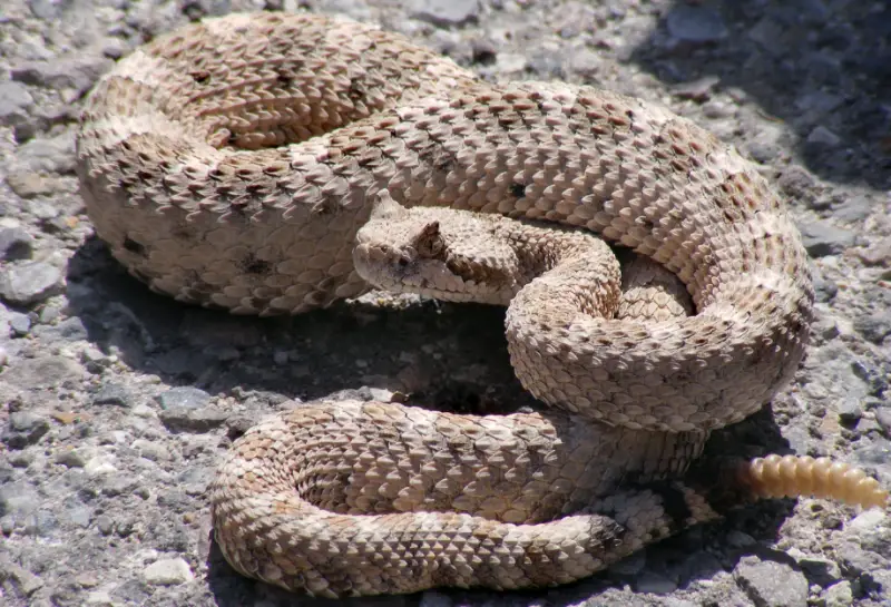 California Snakes