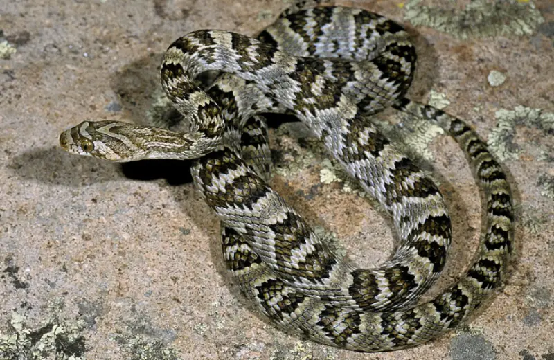 California Snakes