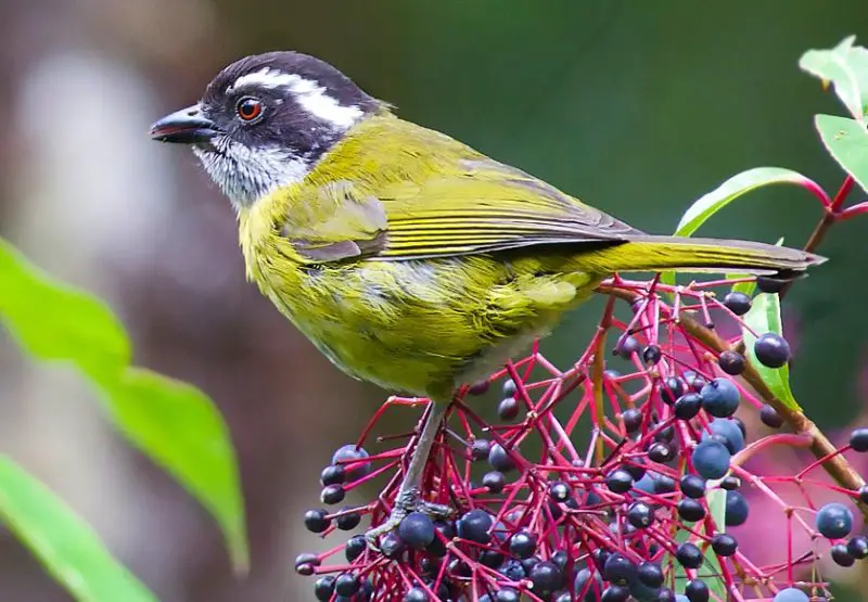 Black and Yellow Small Birds