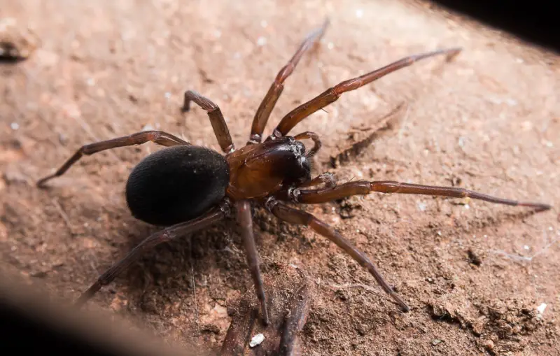 California Spiders