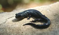 35 Florida Salamander Species (Pictures and Identification)