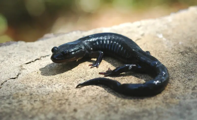 Florida Salamanders