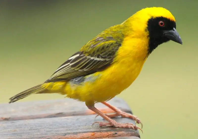 Black and Yellow Small Birds