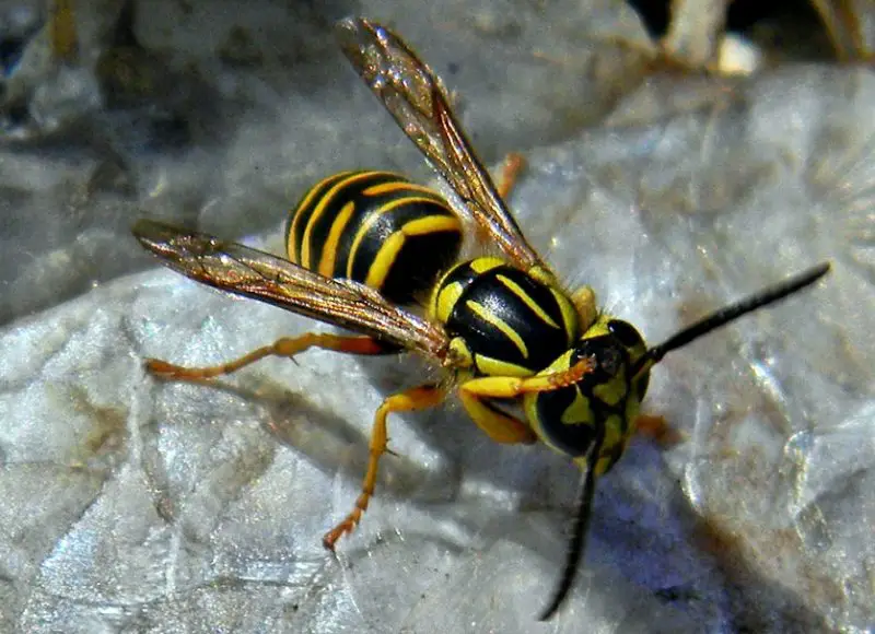 Wasps in Texas