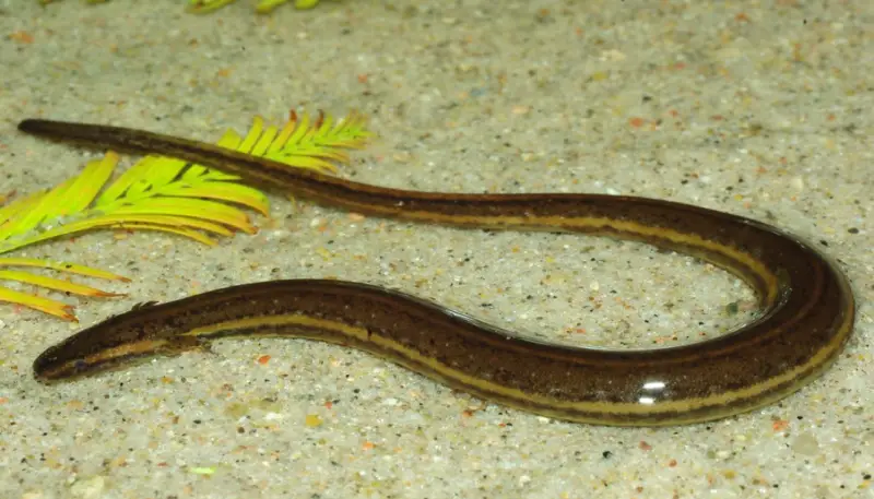 Salamanders in Florida