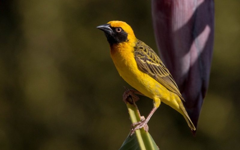 Black and Yellow Small Birds