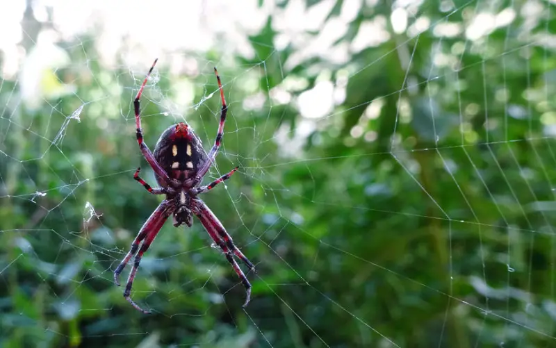 Brown Spiders in Texas