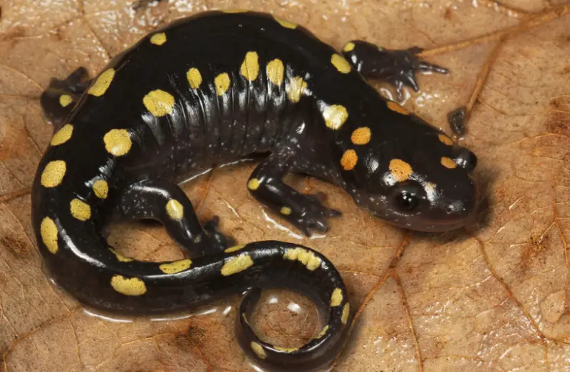 Salamanders in Florida